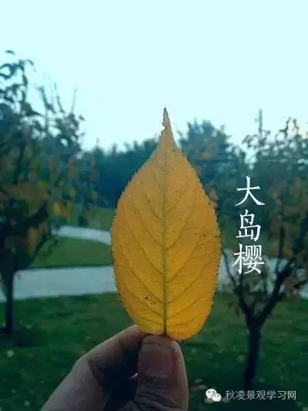 你是个“一叶知树”的植物达人吗？