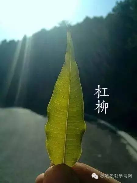 你是个“一叶知树”的植物达人吗？