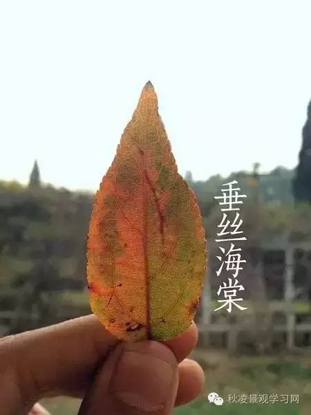 你是个“一叶知树”的植物达人吗？