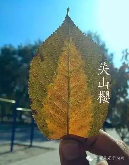 你是个“一叶知树”的植物达人吗？