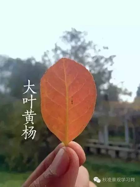 你是个“一叶知树”的植物达人吗？