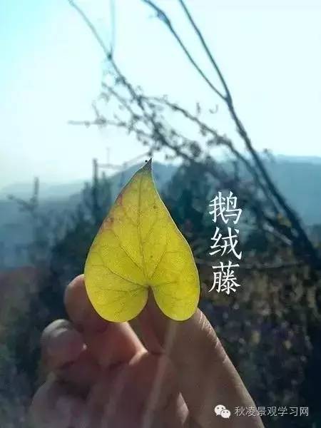 你是个“一叶知树”的植物达人吗？