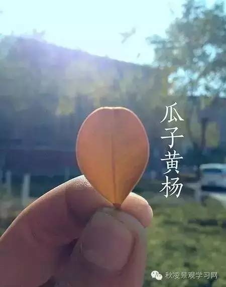 你是个“一叶知树”的植物达人吗？