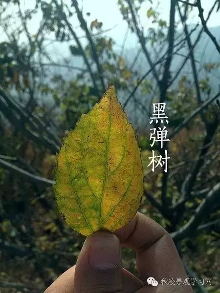 你是个“一叶知树”的植物达人吗？