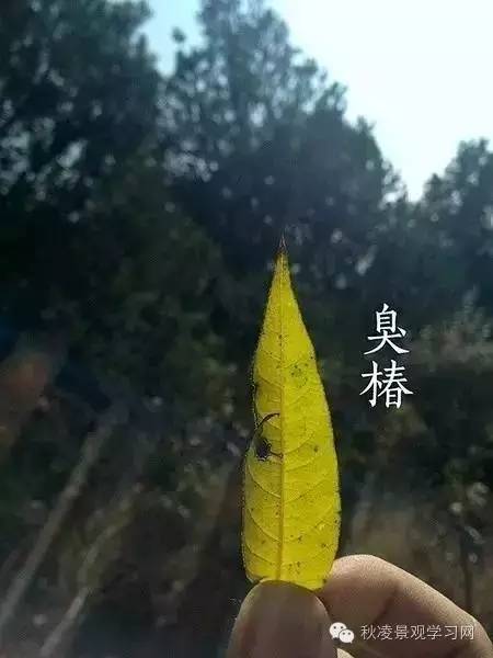 你是个“一叶知树”的植物达人吗？