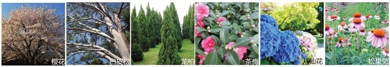 空中绿化营造建议