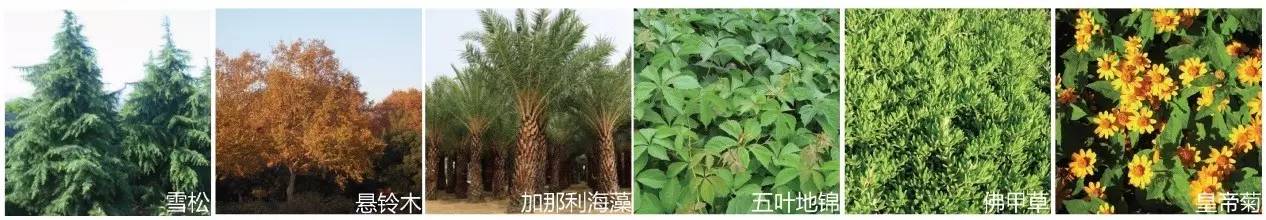 空中绿化营造建议