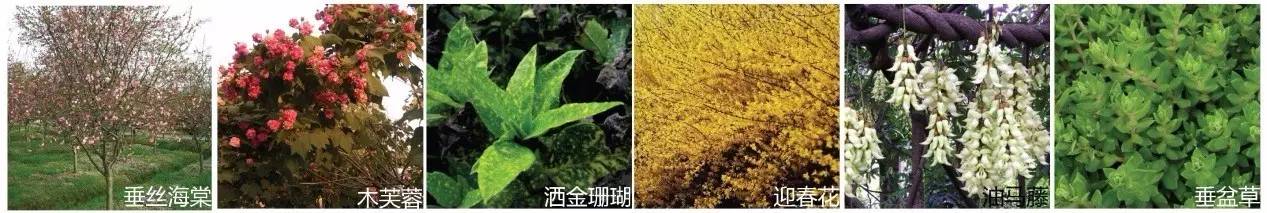 空中绿化营造建议