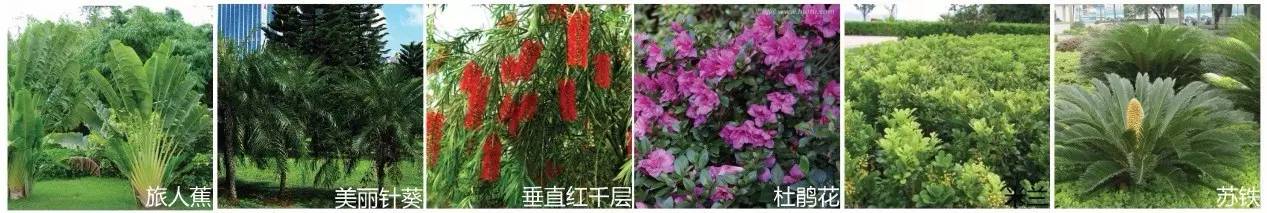 空中绿化营造建议