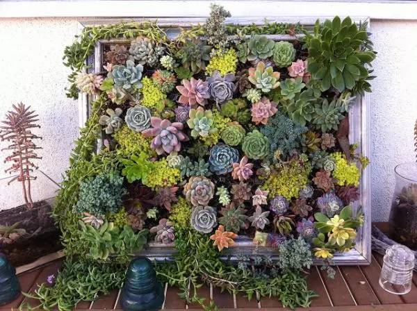如何给自己的家，DIY一个超酷的绿色生活墙？