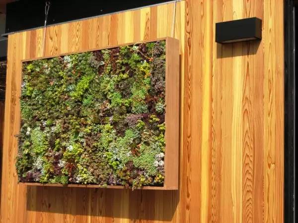 如何给自己的家，DIY一个超酷的绿色生活墙？