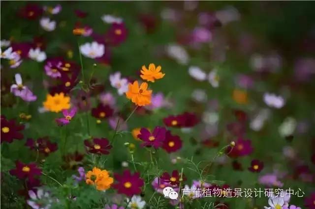 超能奶爸180天为孩子DIY出一个属于自家的农场