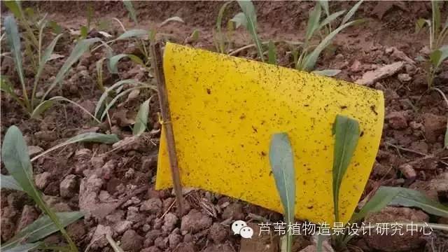 超能奶爸180天为孩子DIY出一个属于自家的农场