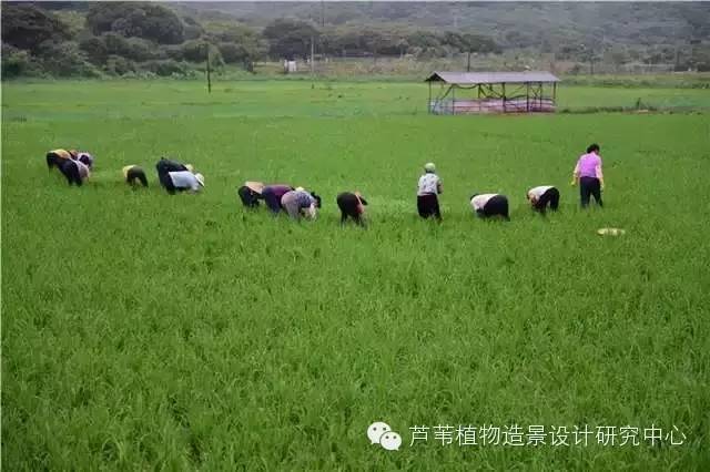 超能奶爸180天为孩子DIY出一个属于自家的农场