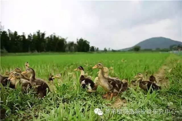 超能奶爸180天为孩子DIY出一个属于自家的农场