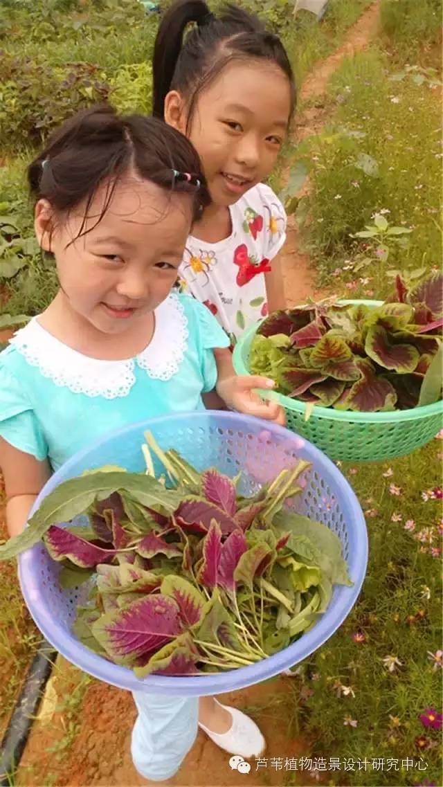 超能奶爸180天为孩子DIY出一个属于自家的农场
