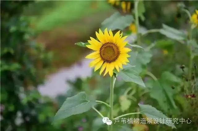 超能奶爸180天为孩子DIY出一个属于自家的农场