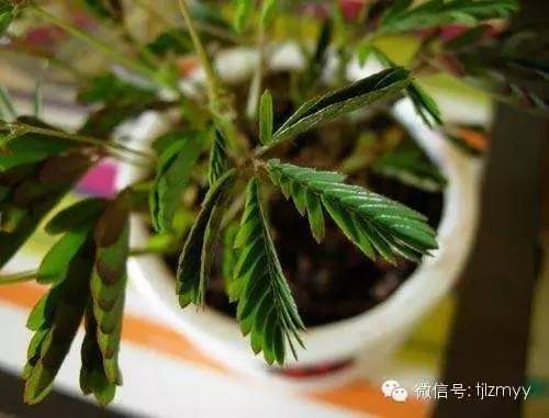 花卉蔫了不要紧，这里有最全的补救措施