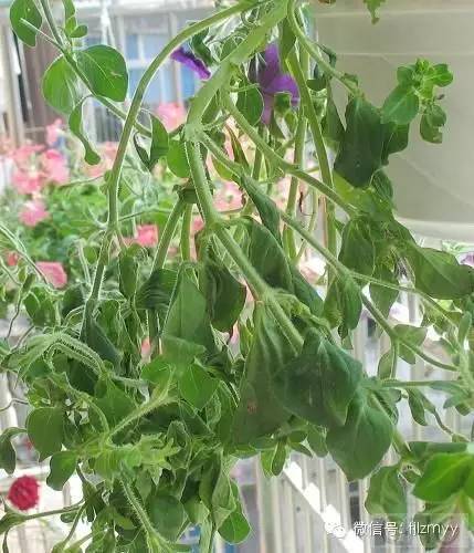 花卉蔫了不要紧，这里有最全的补救措施