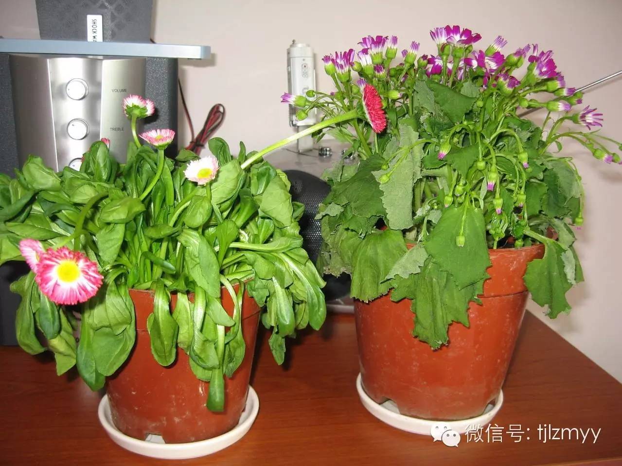 花卉蔫了不要紧，这里有最全的补救措施