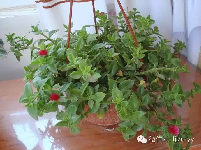 花卉蔫了不要紧，这里有最全的补救措施