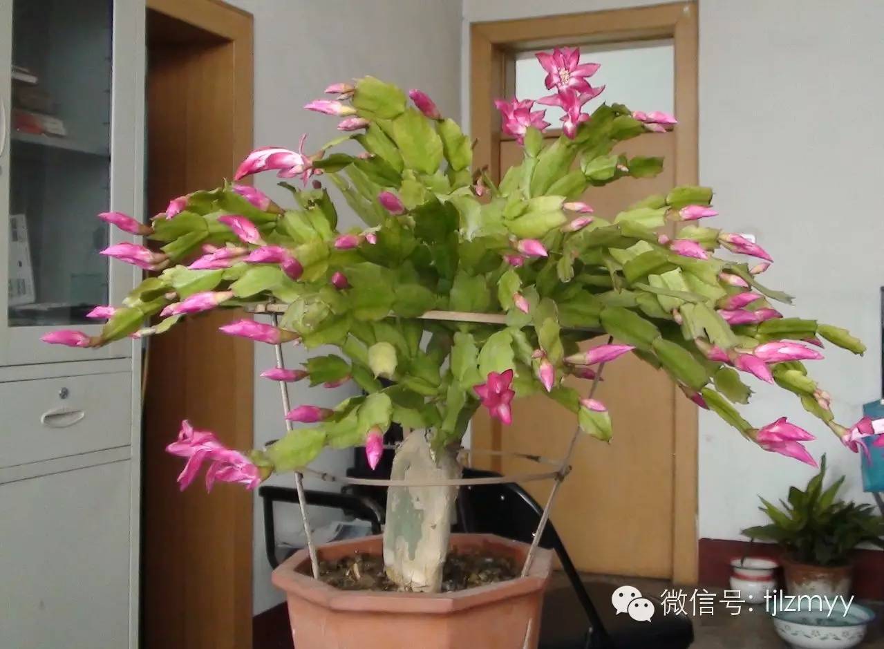 花卉蔫了不要紧，这里有最全的补救措施