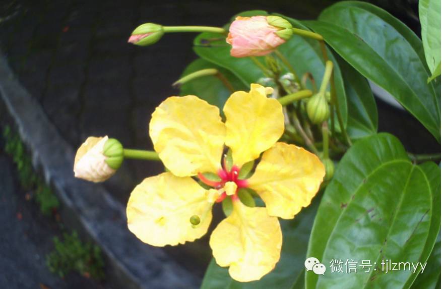 花卉蔫了不要紧，这里有最全的补救措施