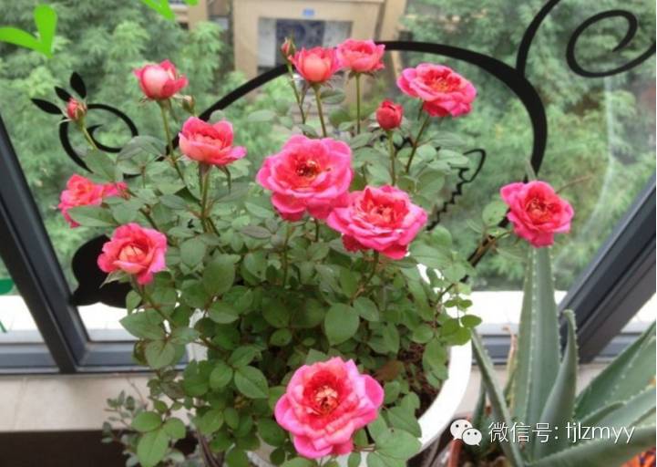 花卉蔫了不要紧，这里有最全的补救措施