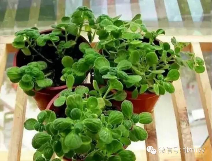 花卉蔫了不要紧，这里有最全的补救措施