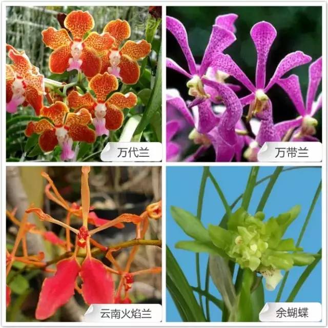 68种兰花，爱花的你千万别错过！