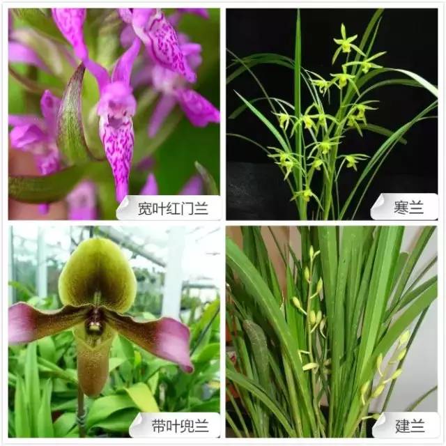 68种兰花，爱花的你千万别错过！