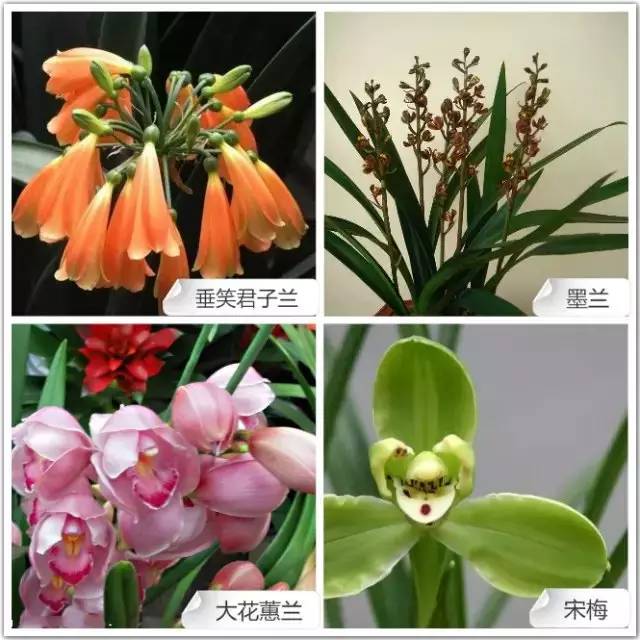 68种兰花，爱花的你千万别错过！