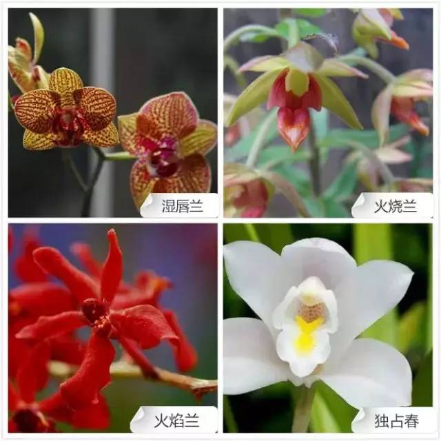 68种兰花，爱花的你千万别错过！