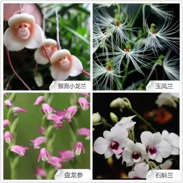 68种兰花，爱花的你千万别错过！