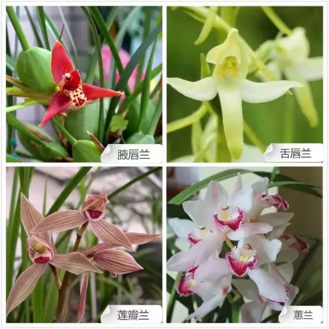68种兰花，爱花的你千万别错过！