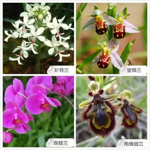 68种兰花，爱花的你千万别错过！