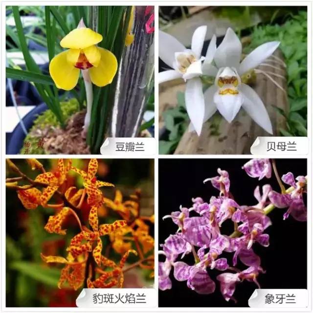 68种兰花，爱花的你千万别错过！