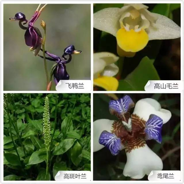 68种兰花，爱花的你千万别错过！