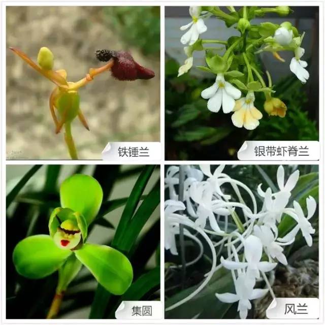 68种兰花，爱花的你千万别错过！