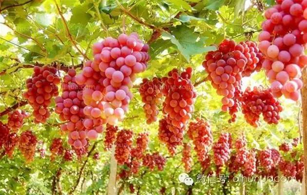 你知道我国四大传统藤花吗？