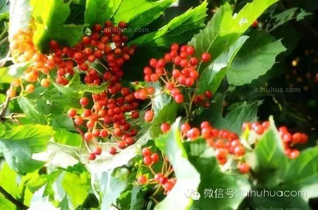 你知道我国四大传统藤花吗？