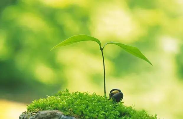 花卉种子催芽的方法