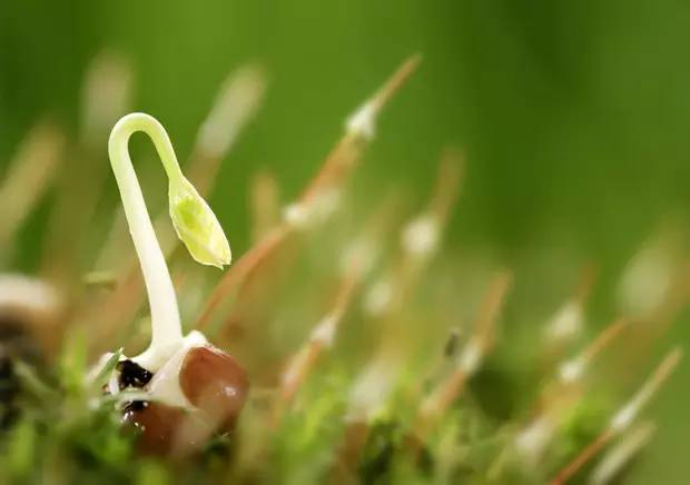 花卉种子催芽的方法