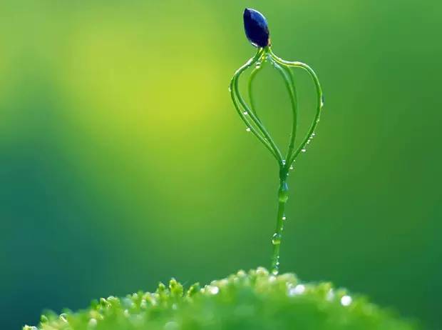 花卉种子催芽的方法