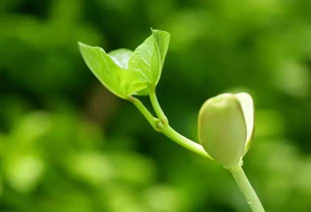 花卉种子催芽的方法