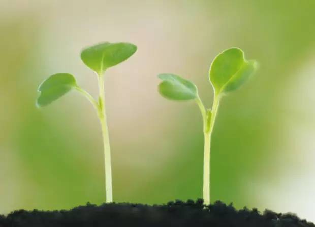 花卉种子催芽的方法