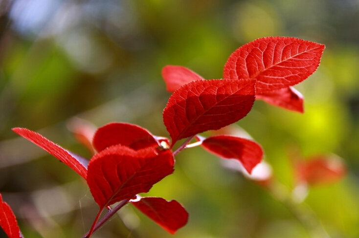 如何准确把握苗木品种更替的周期性，赢取最大收益？