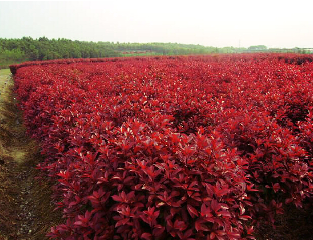 如何准确把握苗木品种更替的周期性，赢取最大收益？