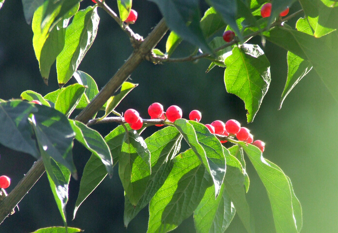 如何准确把握苗木品种更替的周期性，赢取最大收益？