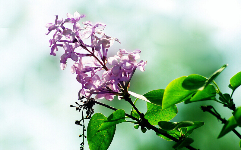 如何准确把握苗木品种更替的周期性，赢取最大收益？